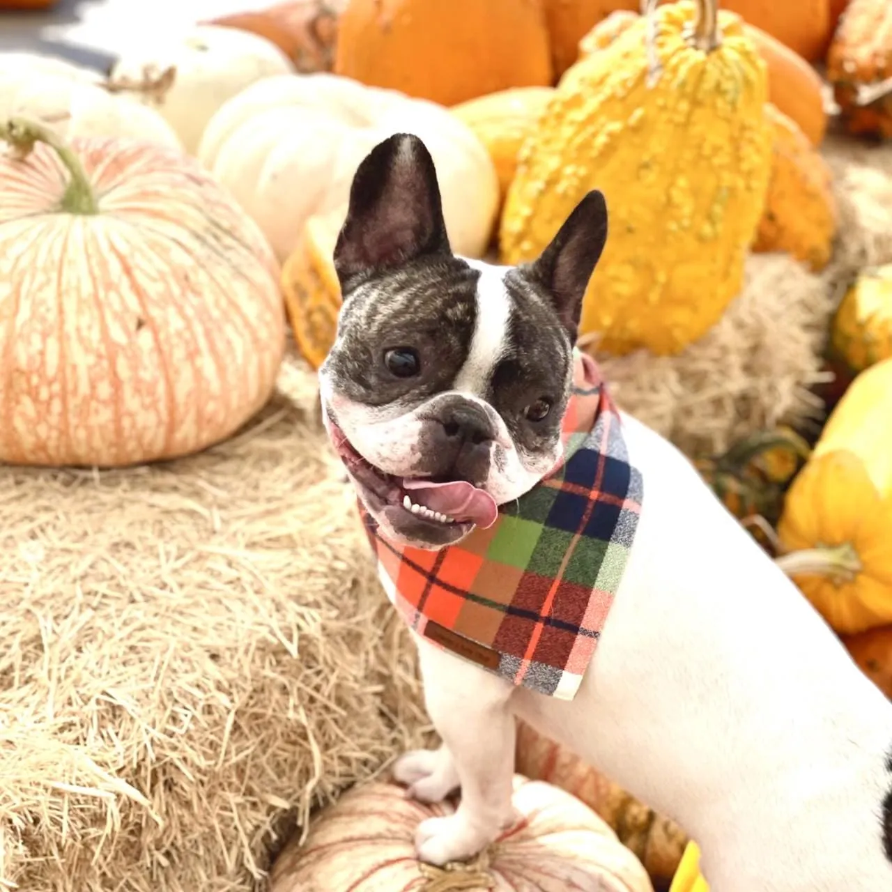 Corn Maze Flannel Dog Bandana