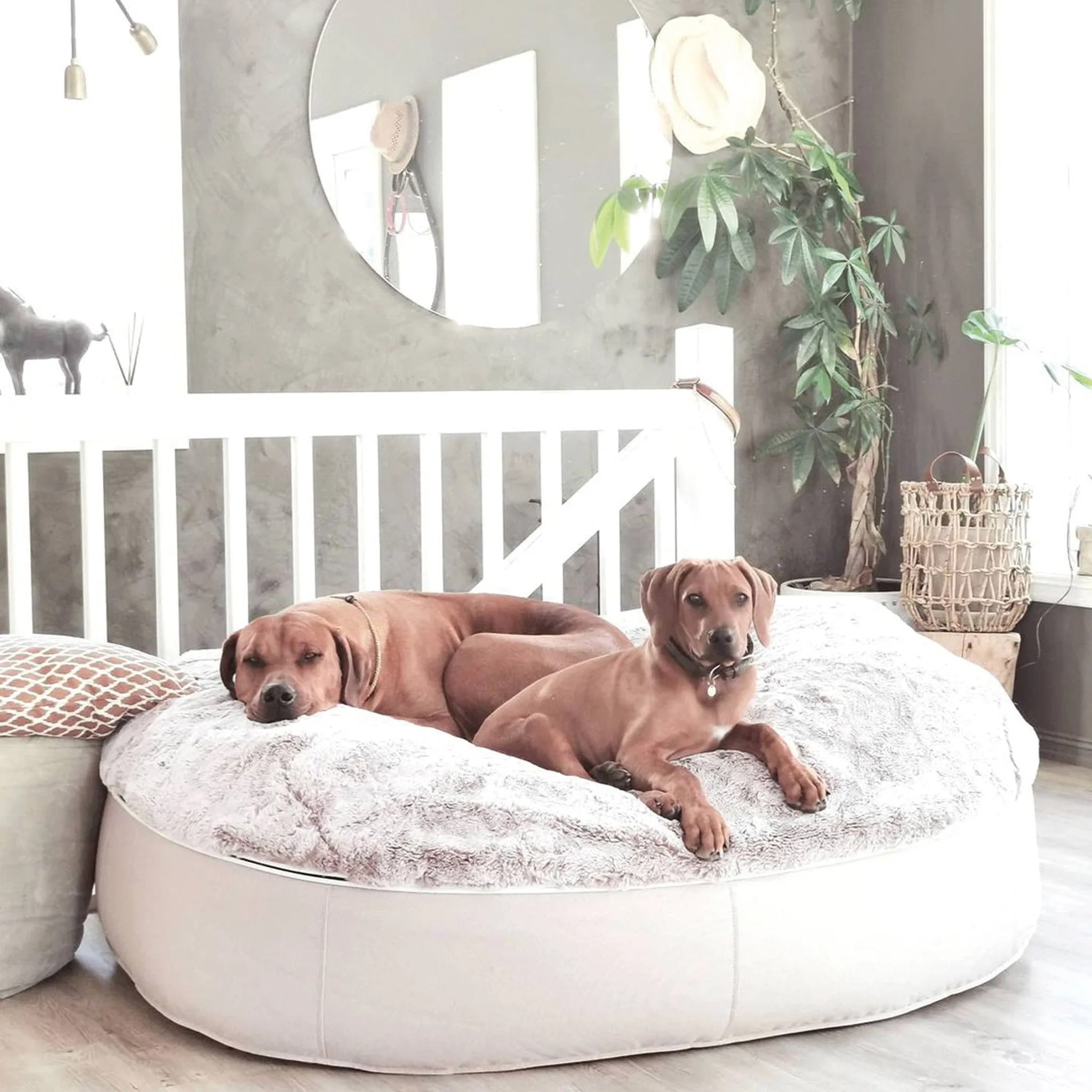 XXL Luxury Dog Bed - Interior/Outdoor